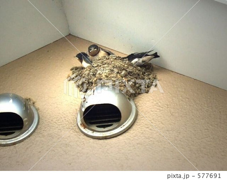 ツバメの巣立ち 577691