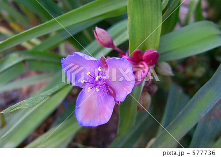 ひっそりと、ムラサキツユクサ 577736