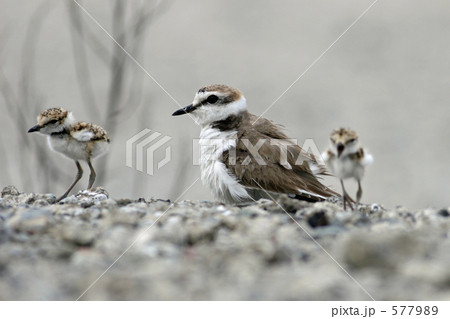シロチドリの親子 577989