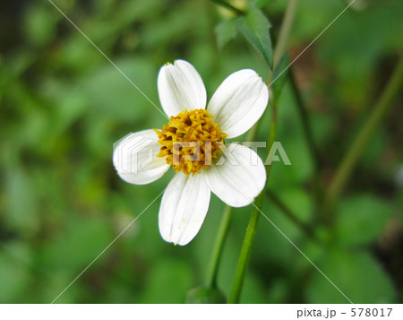コシロノセンダングサの白い花 コシロノセンダングサの白い花 578017
