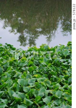 布袋葵の群落 578122