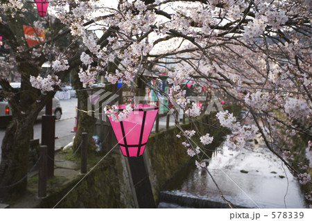 城崎温泉の花見 578339