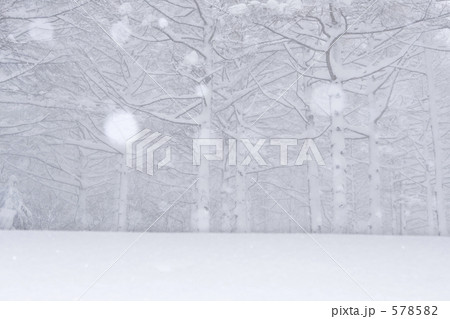 大雪の森 大雪の森 578582