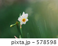 スイセン 578598