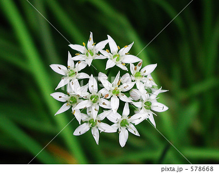 ニラの花 578668