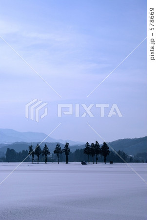 九本の杉の木 九本の杉の木 578669