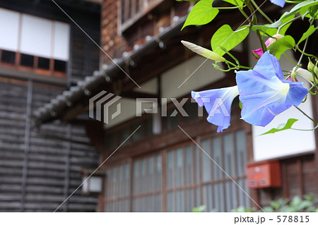 朝顔と民家 578815