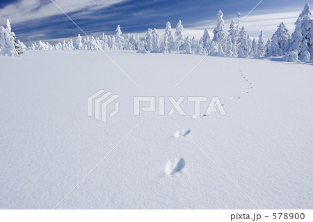 雪原の足跡 雪原の足跡 578900
