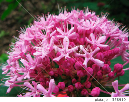 ボタンクサギの花 578910