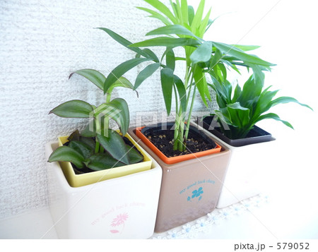 コンパクタとテーブルヤシとゼブリナ 579052