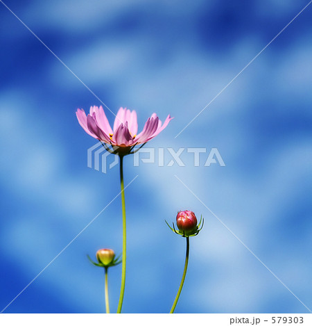 秋桜の背比べ 579303