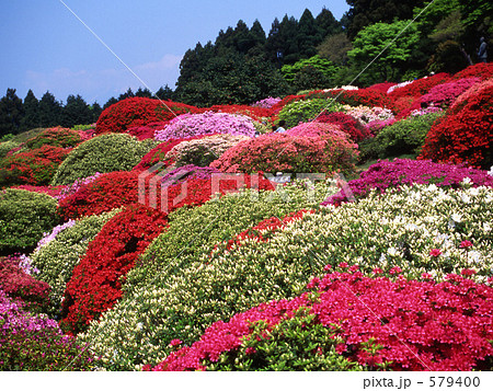 ツツジ咲く ツツジ咲く 579400