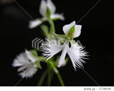 大空を舞う白鷺のように 579646