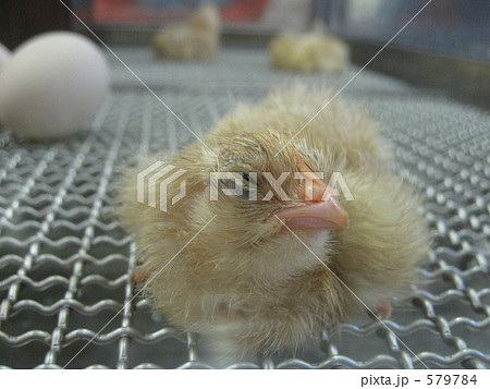生まれたてのヒヨコ 579784