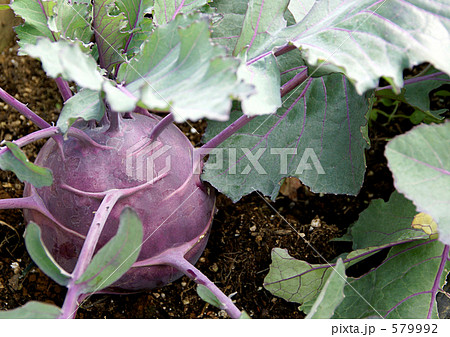 パープルバード パープルバード 579992