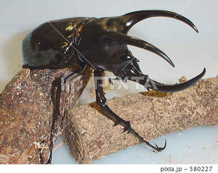 モーレンカンプオオカブト（Chalcosoma moellenkampi）♂96mm 580227