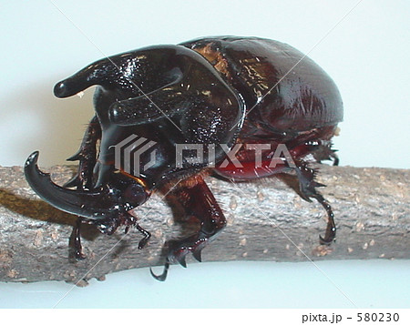 パプアミツノカブト♂（Beckius beccarii）の写真素材 [580230] - PIXTA