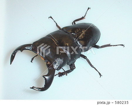 ダイオウオオヒラタクワガタ（西ジャワ産）♂86mm（Dorcus bucephalus）の写真素材 [580235] - PIXTA