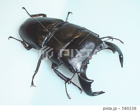 ダイオウオオヒラタクワガタ(西ジャワ産)♂83mm(Dorcus bucephalus) ダイオウオオヒラタクワガタ(西ジャワ産)♂83mm(Dorcus bucephalus) 580236