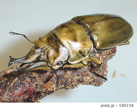 ローゼンベルグ・オウゴンオニクワガタ♂71mm(Allotopus rosenbergi) ローゼンベルグ・オウゴンオニクワガタ♂71mm(Allotopus rosenbergi) 580238