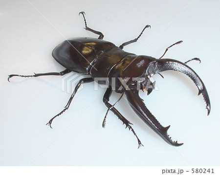 リノケロスフタマタクワガタ♂92mm（Hexarthrius rhinoceros） 580241