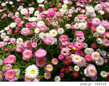 Perth：エバーラスティングの花畑 580419