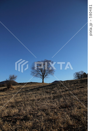 草原の木 580481