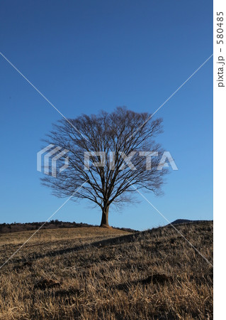 草原の木 580485