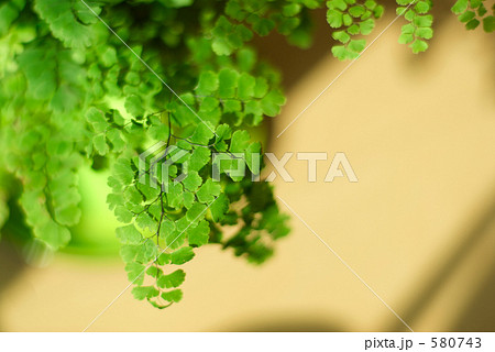 アジアンタム　左 580743