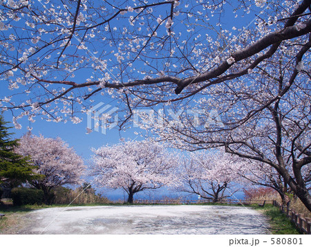 海と桜 580801