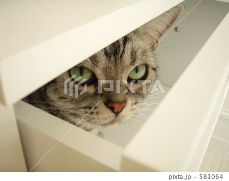 みてみてねこ みてみてねこ 581064