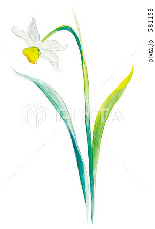 水仙 581153