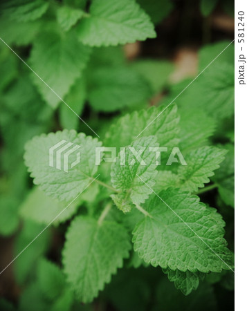 レモンバーム 581240