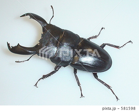 スマトラオオヒラタクワガタ(ベンクール産)♂87mm内歯上がり(Dorcus titanus) スマトラオオヒラタクワガタ(ベンクール産)♂87mm内歯上がり(Dorcus titanus) 581598