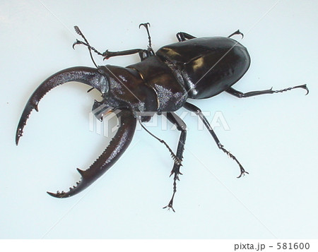 リノケロスフタマタクワガタ（スマトラ・ベンクール産）♂93mm（Hexarthrius rhinoceros） 581600