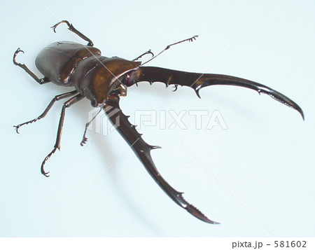 メタリフェルホソアカクワガタ(ぺレン島産)♂84mm(Cyclommatus metallifer finae) メタリフェルホソアカクワガタ(ぺレン島産)♂84mm(Cyclommatus metallifer finae) 581602
