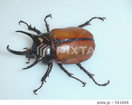 サンボンヅノカブト（イリアン・ファクファク産）♂（Beckius beccarii