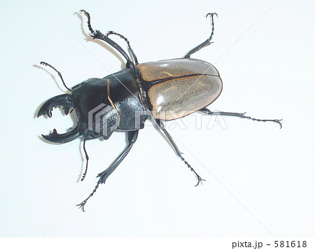 カステルナウツヤクワガタ（スマトラ・パダン産）♂81mm（Odontolabis castelnaudi） 581618