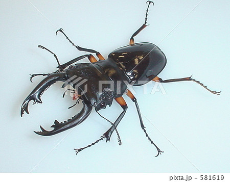 野外標本】インペリアリスツヤクワガタ(ボルネオ/パラワン) まとめ売り