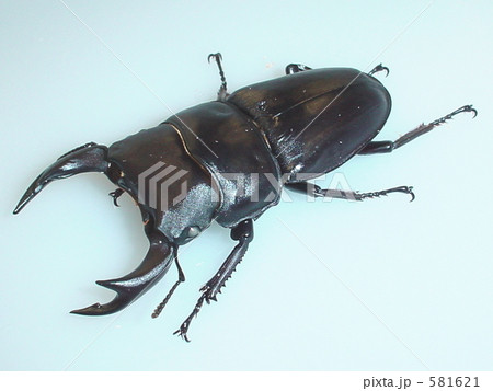 ホワイトアイ国産オオクワガタ（兵庫県川西笹部産）♂66mm（Dorcus hopei binodulosus） 581621