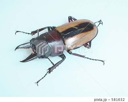 フルストルファーノコギリクワガタ(ロンボク産)♂(Prosopocoilus fruhstorferi ) フルストルファーノコギリクワガタ(ロンボク産)♂(Prosopocoilus fruhstorferi ) 581632