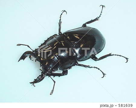 タランドゥスツヤクワガタ（コンゴ民主共和国キヴ産）♂53mm（Mesotopusu tarandus） 581639
