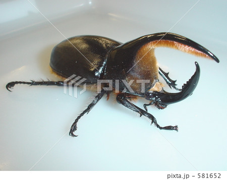 サタンオオカブト（ボリビア産）♂100mm（Dynastes satanus） 581652