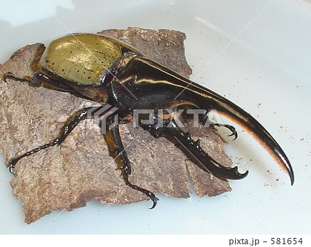ヘラクレス・ヘラクレス（グアドループ産）♂131mm（Dnasutes hercules hercules） 581654