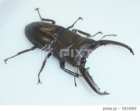 パラワンオオヒラタクワガタ(Mt.ガントン産)♂95mm(Dorcus titanus palawanicus) パラワンオオヒラタクワガタ(Mt.ガントン産)♂95mm(Dorcus titanus palawanicus) 581660