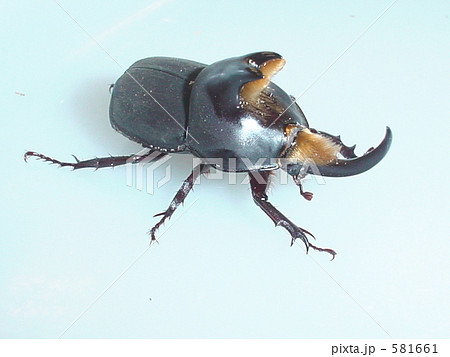 アブデルスツノカブトムシ(アルゼンチン産)♂(Diloboderus abderus) アブデルスツノカブトムシ(アルゼンチン産)♂(Diloboderus abderus) 581661