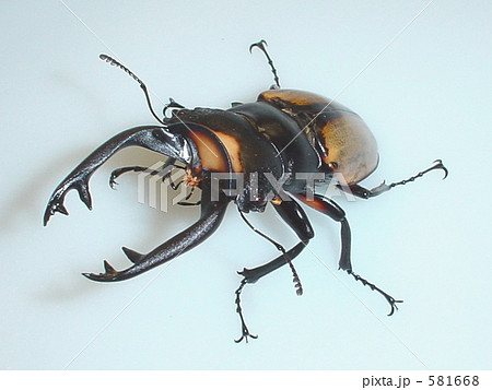 ラコダールツヤクワガタ（スマトラ・アチェ産）♂86mm（Odontolabis lacordairei ） 581668