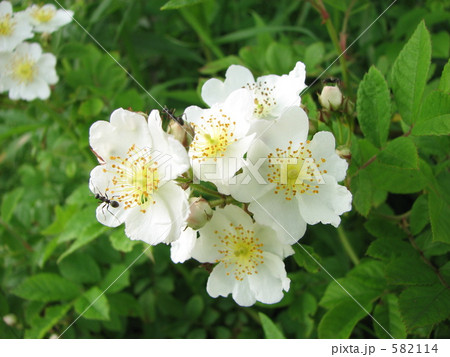 野ばら　春・初夏　素朴な愛 582114