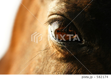 馬の優しい瞳 馬の優しい瞳 582174