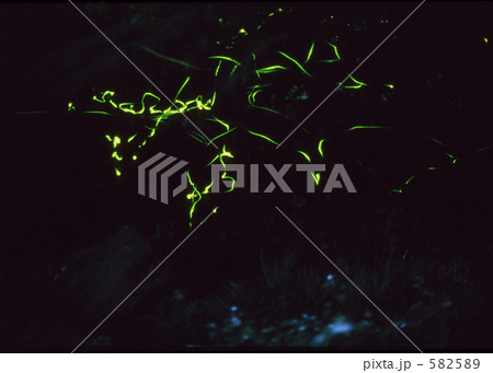 蛍乱舞 582589